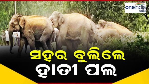 ଝାରସୁଗୁଡ଼ା ସହରରେ ବୁଲିଲେ ହାତୀପଲ, ଆତଙ୍କିତ ଲୋକେ