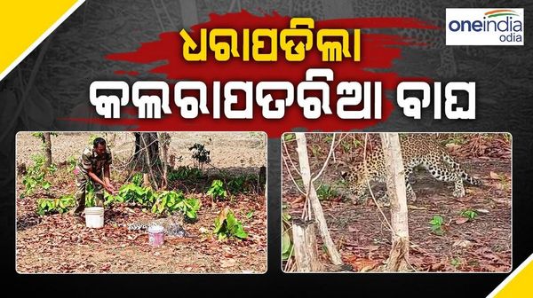 ନୂଆପଡାରେ ଧରାପଡିଲା କଲରାପତରିଆ ବାଘ