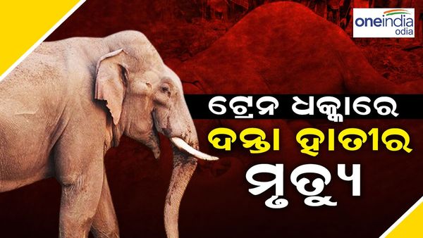 ଟ୍ରେନ୍ ଧକ୍କାରେ ଦନ୍ତା ହାତୀର ମୃତ୍ୟୁ