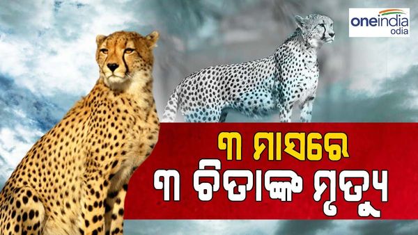 ତିନି ମାସରେ ପ୍ରାଣ ହରାଇଲେଣି ତିନି ଚିତା, କୁନୋ ଜାତୀୟ ଉଦ୍ୟାନରେ ଆଉ ଏକ ଚିତାର ମୃତ୍ୟୁ
