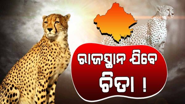 କୁନୋ ଜାତୀୟ ଉଦ୍ୟାନରୁ ରାଜସ୍ଥାନ ସ୍ଥାନାନ୍ତରିତ ହୋଇପାରନ୍ତି ଚିତା, ଚିତା ମୃତ୍ୟୁକୁ ନେଇ ଉଦବେଗ ପ୍ରକାଶ କଲେ ସୁପ୍ରିମ କୋର୍ଟ