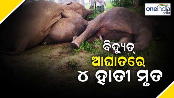 ବିଦ୍ୟୁତ୍ ଆଘାତରେ ଚାଲିଗଲା 4 ହାତୀଙ୍କ ଜୀବନ
