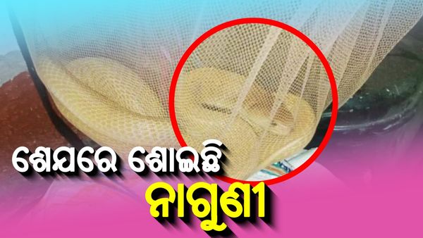 ମଶାରୀ ଭିତରେ ନାଗ ଲୁଚିଥିଲା ନାଗ ସାପ...