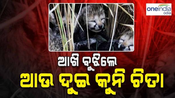 ଆଖି ବୁଜିଲେ ଆଉ ୨ କୁନି ଚିତା, ସପ୍ତାହ ଭିତରେ ୩ ଛୁଆଙ୍କ ମୃତ୍ୟୁ