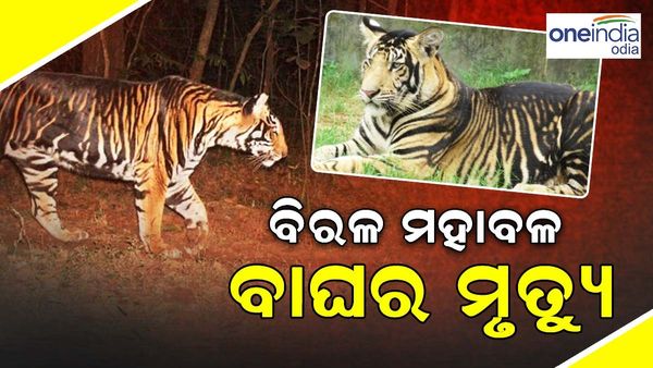 ବିରଳ କଳା ମହାବଳ ବାଘର ମୃତ୍ୟୁ, ଶରୀରରେ ରହିଛି ଏକାଧିକ କ୍ଷତ ଚିହ୍ନ