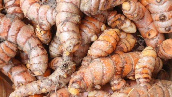 ଅଦା ଚାଷ ପାଇଁ ହେକ୍ଟର ପିଛା ୨ ଲକ୍ଷ ୪୦ ହଜାର ଟଙ୍କାର ରିହାତି, ଅଦା ଓ ହଳଦୀ ଚାଷ ପାଇଁ ବିଶେଷ ରିହାତି ବ୍ୟବସ୍ଥା