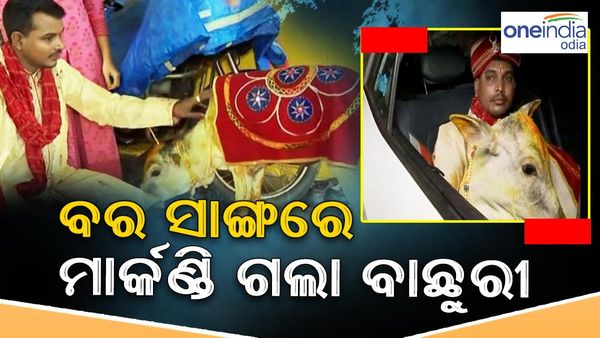 ନିଆରା ବାହାଘର: ମାର୍କଣ୍ଡି ସାଜିଛି ବାଛୁରୀ, ବର ସାଙ୍ଗରେ ଗଲା କନିଆଁ ଘର
