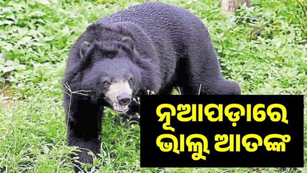 ନୂଆପଡ଼ାରେ ପୁଣି ଭାଲୁ ଆତଙ୍କ, ବନ କର୍ମଚାରୀଙ୍କୁ ଟାଣିନେଲା ଭାଲୁ