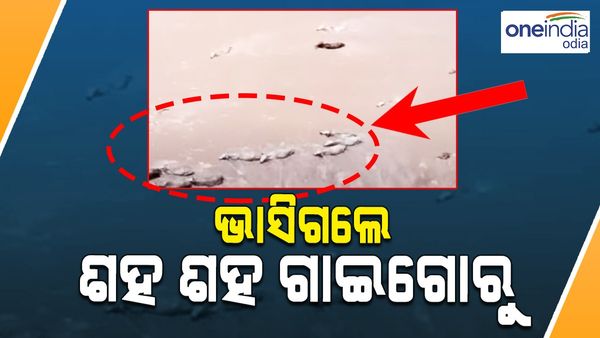 ପାଣି ପିଇବା ହେଲା କାଳ, ମହାନଦୀରେ ଭାସିଗଲେ ଶହ ଶହ ଗୋରୁ