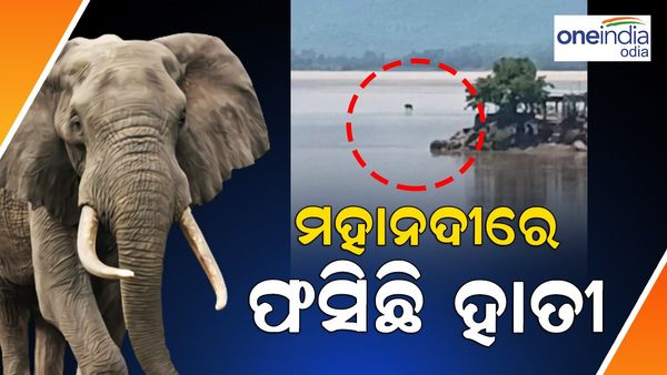 ମହାନଦୀରେ ଫସିଛି ହାତୀ, ହଠାତ୍ ବଢିଗଲା ଜଳସ୍ତର