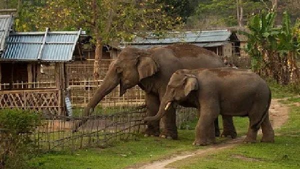 ହାତୀ ବନ୍ଦ କରିଦେଲା ପାଠପଢା, ଚିନ୍ତାରେ ଛାତ୍ରଛାତ୍ରୀ ଓ ଅଭିଭାବକ