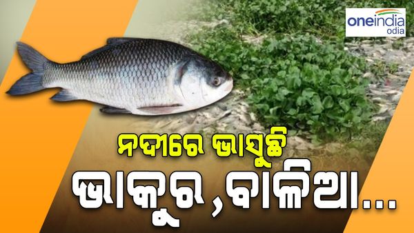 ନଦୀରେ ଭାସୁଛି କୁଢ କୁଢ ରୋହି, ଭାକୁର, ବାଳିଆ...