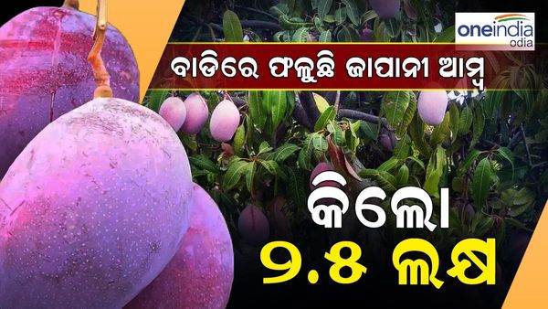 ଭୋଇ ସାରଙ୍କ ବାଡ଼ିରେ ଫଳିଛି ଜାପାନୀ ଆମ୍ବ , ମୂଲ୍ୟ କିଲୋ ପିଛା ୨.୫ ଲକ୍ଷ ଟଙ୍କା