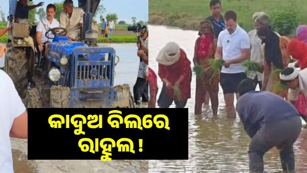 ଭିନ୍ନ ଅନ୍ଦାଜରେ ନଜର ଆସୁଛନ୍ତି ରାହୁଲ, କାଦୁଅ ବିଲରେ ପଶି ଧାନ ରୋଇଲେ କଂଗ୍ରେସ ନେତା