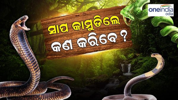 ବଢୁଛି ସାପ କାମୁଡା ମୃତ୍ୟୁ, ଜାଣି ରଖନ୍ତୁ ସାପ କାମୁଡ଼ିଲେ କଣ କରିବେ...