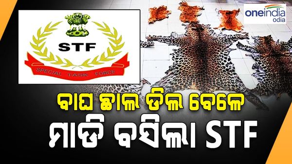 ବାଘ ଛାଲ ଏବଂ ହରିଣ ଛାଲ ଜବତ; STF କବ୍ଜାରେ ବାଘଛାଲ ବେପାରୀ