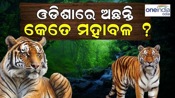 Tiger In Odisha : ରାଜ୍ୟରେ କମୁଛି ବାଘ ସଂଖ୍ୟା, ଜାଣନ୍ତୁ ଓଡ଼ିଶାରେ ଅଛନ୍ତି କେତେ ବାଘ