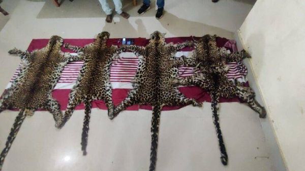 ବନ ବିଭାଗ ହାତରେ ଲାଗିଲା 4 ବାଘ ଛାଲ, ତିନି ଗିରଫ