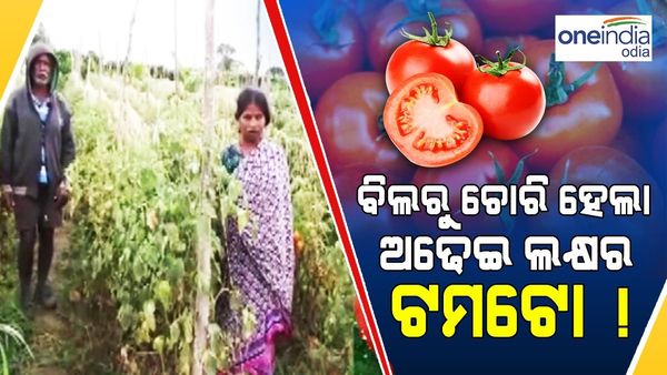 ଋଣ ନେଇ ଚାଷ କରିଥିଲେ ମହିଳା, ବିଲରୁ ଚୋରି ହୋଇଗଲା 2.5 ଲକ୍ଷ ଟଙ୍କାର ଟମାଟୋ