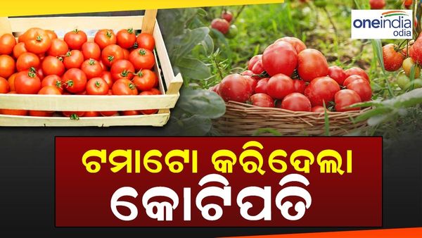 Tomato Price : 45 ଦିନରେ କୋଟିପତି, ଟମାଟୋ ଆଣିଦେଲା ଏହି ସୌଭାଗ୍ୟ