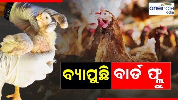 ବ୍ୟାପୁଛି ବାର୍ଡ ଫ୍ଲୁ:ସତର୍କ କଲା WHO