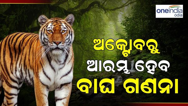 ରାଜ୍ୟରେ ଅକ୍ଟୋବରରୁ ଆରମ୍ଭ ହେବ ବାଘ ଗଣନା