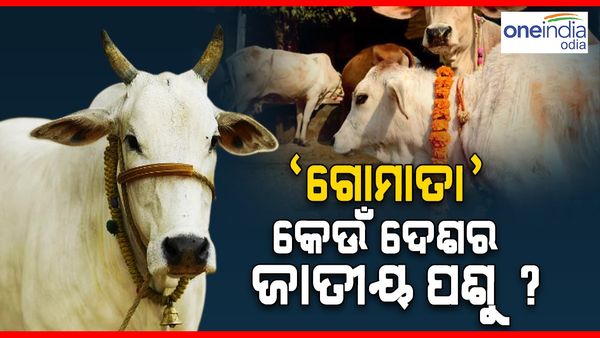 ଏହି ଦେଶର ଜାତୀୟ ପଶୁ ଗାଈ, ଦେଶର ନାମ ଜାଣିଲେ ଆପଣଙ୍କୁ ବି ଆଶ୍ଚର୍ଯ୍ୟ ଲାଗିବ