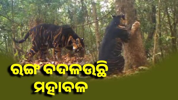 ଶିମିଳାପାଳ: ଏ କି ଚମତ୍କାର ! ରଙ୍ଗ ବଦଳଉଛି ମହାବଳ...