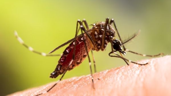 ବଦଳୁଛି ଡେଙ୍ଗୁ ମଶାର ଚରିତ୍ର, ଦିନରେ କାମୁଡ଼ିଲେ ବି ହେଉଛି ଡେଙ୍ଗୁ