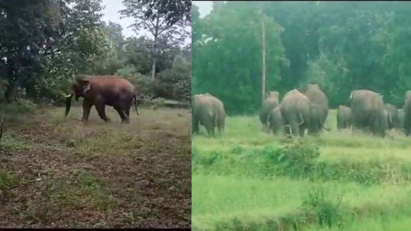 ସୁନ୍ଦରଗଡରେ ହାତୀ ଆତଙ୍କ : କଲେ ଫସଲ ନଷ୍ଟ, ଭୟରେ ଅଞ୍ଚଳବାସୀ