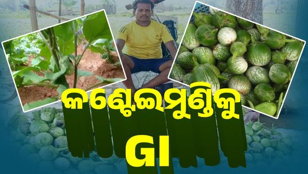 ଓଡ଼ିଶାର ଏହି ଜିନିଷକୁ ମିଳିଲା GI ଟ୍ୟାଗ୍, ଜାଣନ୍ତୁ କେଉଁ ଜିଲ୍ଲାରୁ ରହିଛି କଣ