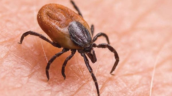 ସୁନ୍ଦରଗଡ଼ରେ ଚିନ୍ତା ବଢାଉଛି ସ୍କ୍ରବ୍ ଟାଇଫସ୍: ଟିହ୍ନଟ ହେଲେ ଆଉ ୧୦ ପଜିଟିଭ୍