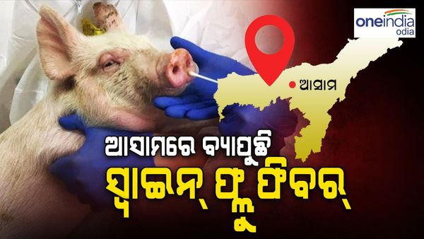ଆସାମରେ ବ୍ୟାପୁଛି ସ୍ୱାଇନ୍‌ ଫ୍ଲୁ ଫିବର: ୧ ହଜାରରୁ ଅଧିକ ଘୁଷୁରିଙ୍କୁ ହତ୍ୟା