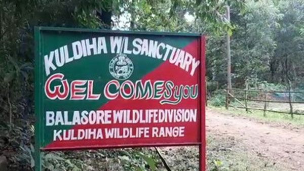କୁଳଡିହା ଅଭୟାରଣ୍ୟରେ ବାଘ ଗଣନା ଆରମ୍ଭ