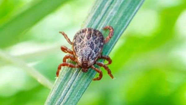 ପୁଣି ଆଉ ଏକ ଜୀବନ ନେଲା ବିଷାକ୍ତ ପୋକ ସ୍କ୍ରବ୍ ଟାଇଫସ୍, ବରଗଡ଼ରେ ମୃତ୍ୟୁସଂଖ୍ୟା ୭କୁ ବୃଦ୍ଧି