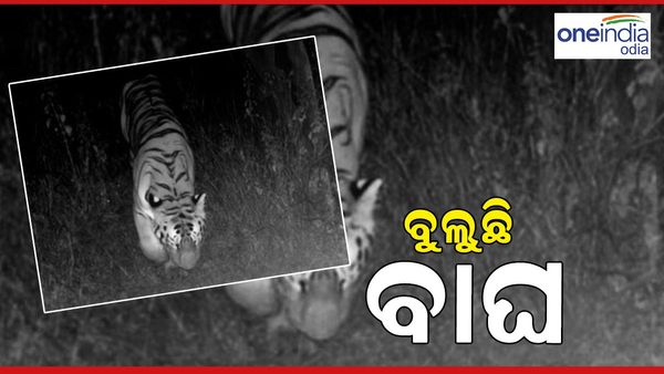 ବୁଲୁଛି ବାଘ ! କ୍ୟାମେରାରେ କଏଦ ହେଲା ମହାବଳ