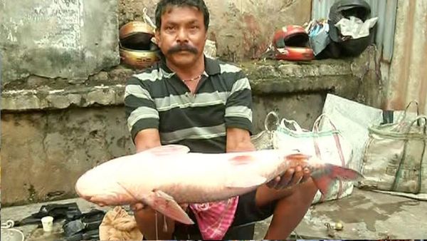ସରିଲା ଧର୍ମର ମାସ କାର୍ତ୍ତିକ: ଆଜି ଛାଡଖାଇ, ଆମିଷ ବଜାରରେ ଭିଡ଼