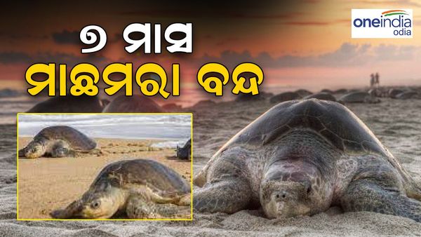 ଅଲିଭ୍-ରିଡଲେଙ୍କ ସୁରକ୍ଷା ପାଇଁ ମାଛମରା ବନ୍ଦ, 7 ମାସ ଧରି ରହିବ କଟକଣା
