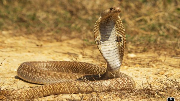 ପାଟିରେ ସାପ ବିଷ ଶୋଷିଲେ ମହିଳା, ଗୁରୁତର ଅବସ୍ଥାରେ ଡାକ୍ତରଖାନାରେ ଭର୍ତ୍ତି