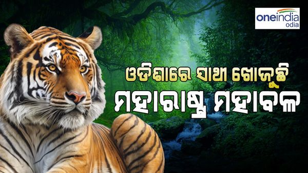 ଚାରି ରାଜ୍ୟ ଡେଇଁ ଚାଲି ଆସିଛି ମହାବଳ, ଓଡ଼ିଶାରେ ବୁଲୁଛି ମହାରାଷ୍ଟ୍ର ମହାବଳ