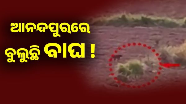 ଆନନ୍ଦପୁରରେ ବୁଲୁଛି ବାଘ ! ଦେଖନ୍ତୁ ଭାଇରାଲ ଭିଡ଼ିଓ...