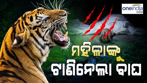 ମାତିଛି ରକ୍ତ ମୁଖା ବାଘ, ନାବାଳକ ପରେ ମହିଳାଙ୍କୁ ମାରି ଖାଇଲା