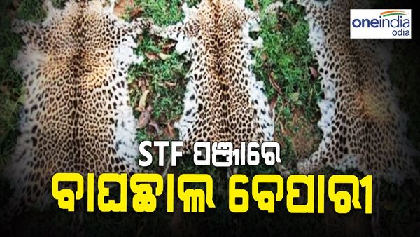 ଡିଲ୍ ବେଳେ ବାଘଛାଲ ବେପାରୀକୁ ଧରିଲା STF