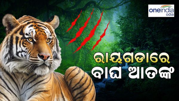 ରାୟଗଡାରେ ବାଘ ଆତଙ୍କ: ସତର୍କ ରହିବା ପାଇଁ ବନବିଭାଗର ପରାମର୍ଶ
