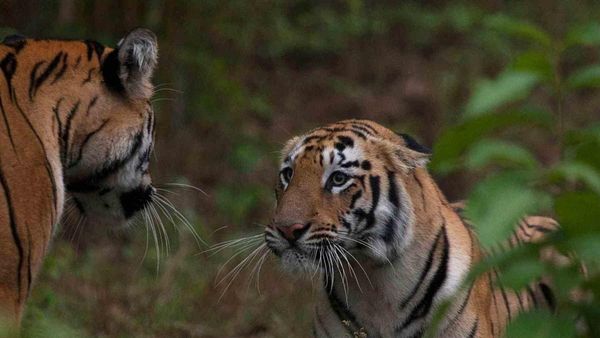 ଶିମିଳିପାଳରେ ବାଘ ଲଢେଇ