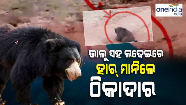 ଭାଲୁ ସହ ଲଢେଇରେ ଜୀବନ ହାରିଲେ ଠିକାଦାର