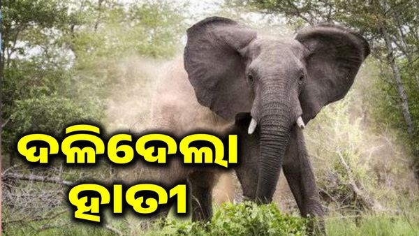 ହାତୀ-ମଣିଷ ଲଢେଇରେ ପୁଣି ଗଲା ଦୁଇ ଜୀବନ