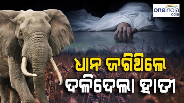 ଧାନ ଜଗିବାକୁ କ୍ଷେତକୁ ଯାଇଥିଲେ, ଦଳିଦେଲା ହାତୀ... 2 ମୃତ