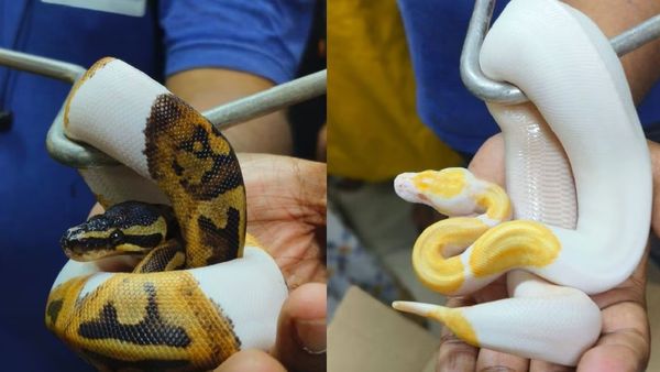 ବିସ୍କୁଟ ପ୍ୟାକେଟରେ ସାପ ଚୋରା ଚାଲଣ