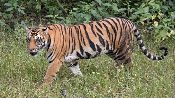 ପୁଣି ମାତିଲା ବାଘ, ଜଙ୍ଗଲରେ ଚିହ୍ନଟ ହେଲା ମହାବଳ ବାଘ ପାଦଚିହ୍ନ